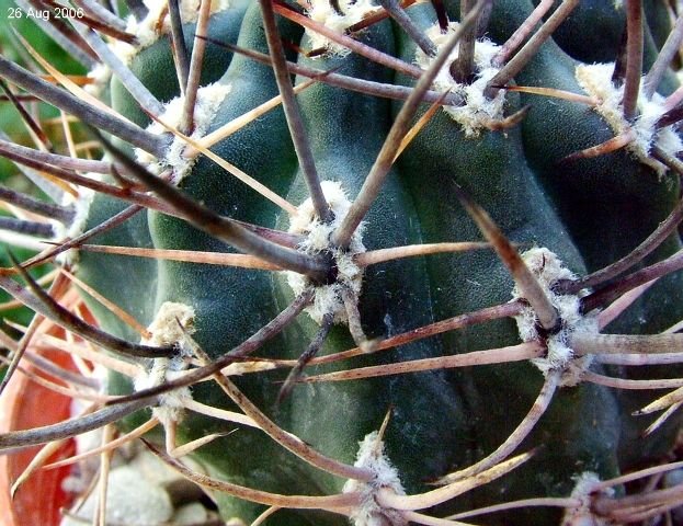 Eriosyce _strausiana ssp.strausiana _R542 _04